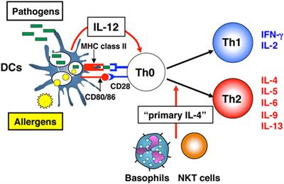 The Hunt for the Source of Primary Interleukin-4: How We Discovered That Natural Killer T Cells and Basophils Determine T Helper Type 2 Cell Differentiation In Vivo